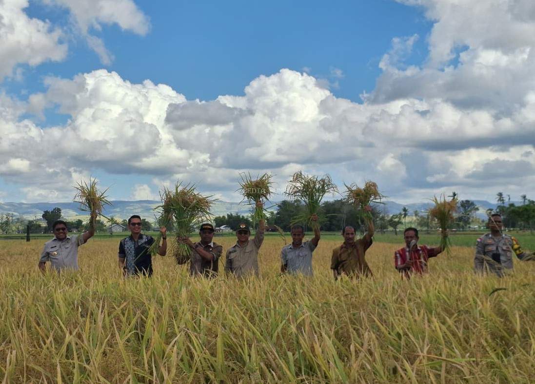 *Panen Perdana Padi Sawah Oleh Kelompok Tani Setia Kawan, Bupati Sumba Timur: Sebagai Wujud Dukungan Petani Terhadap Program Swasembada Pangan*